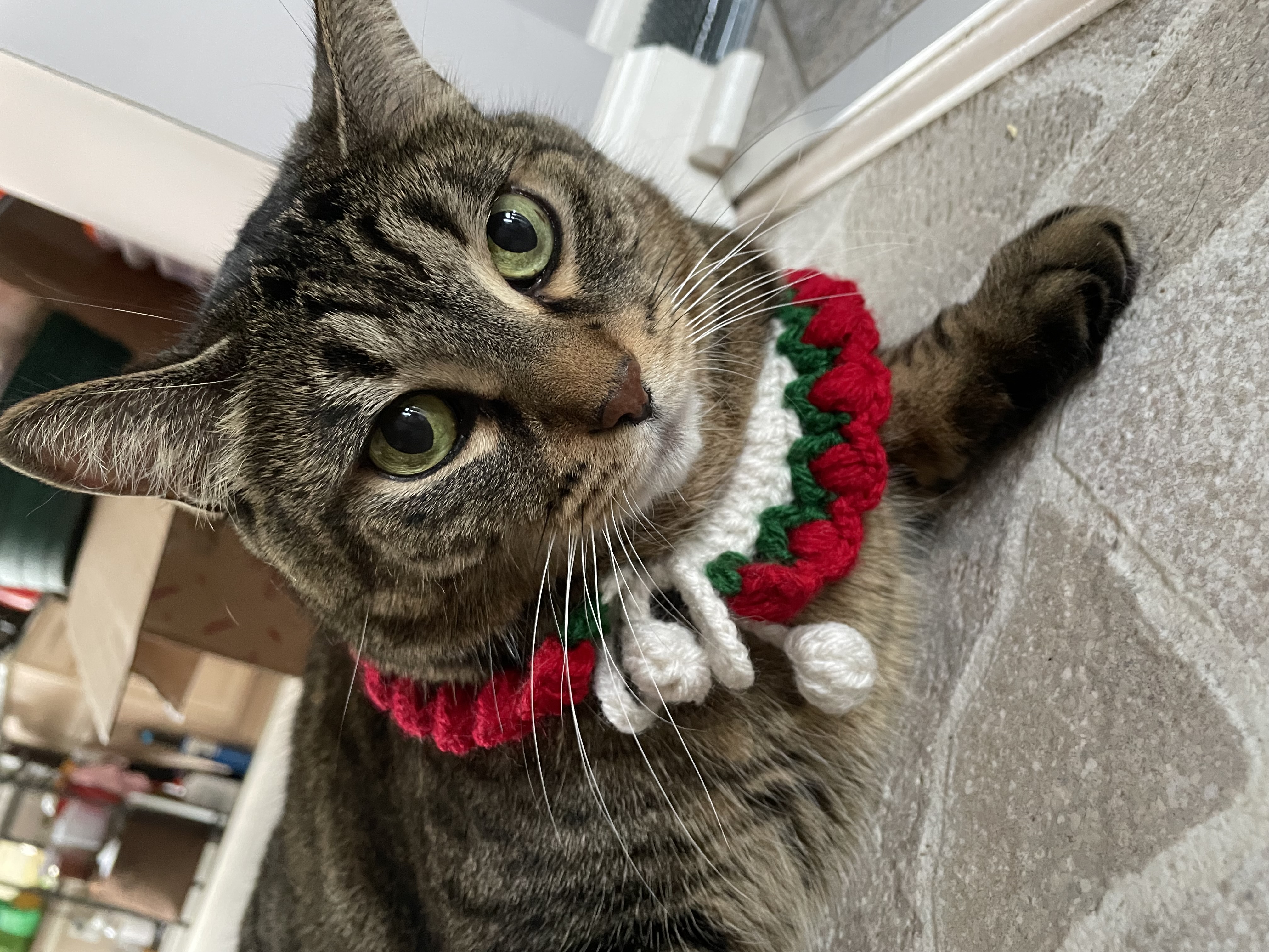 Crochet Cat Collar Tutorial | A Cute Handmade Pet Accessory project